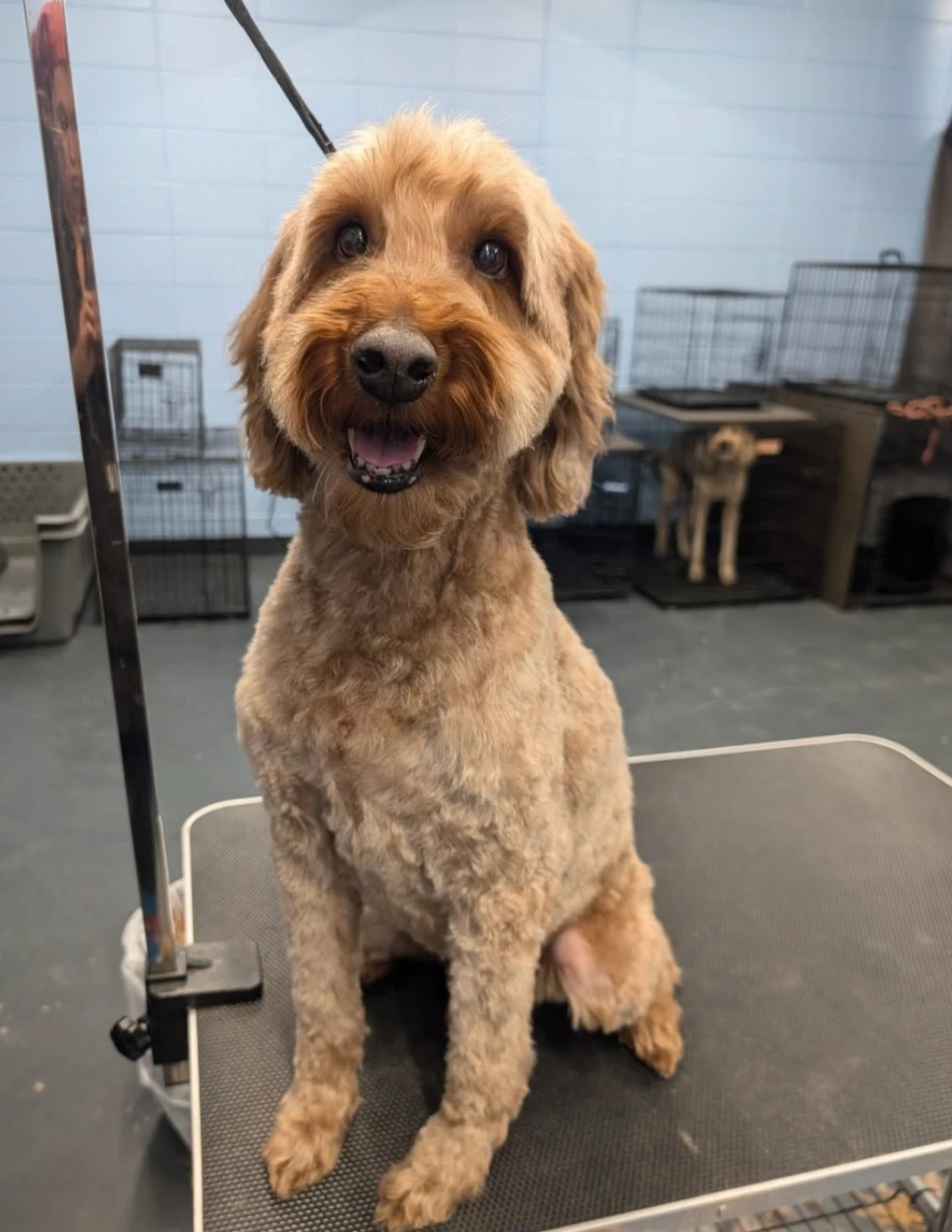 Goldendoodle teddy cut