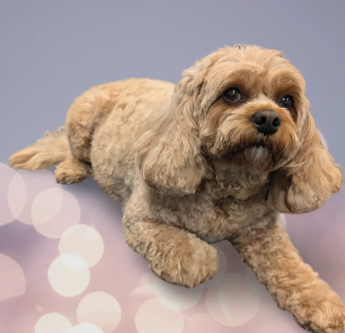 Freshly groomed cavapoo