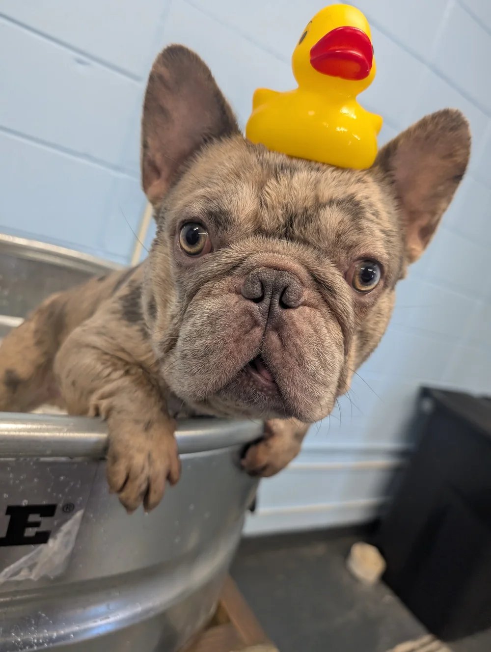 Rubber-ducky bath time
