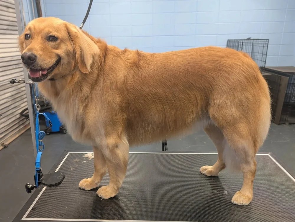 Golden retriever deshed