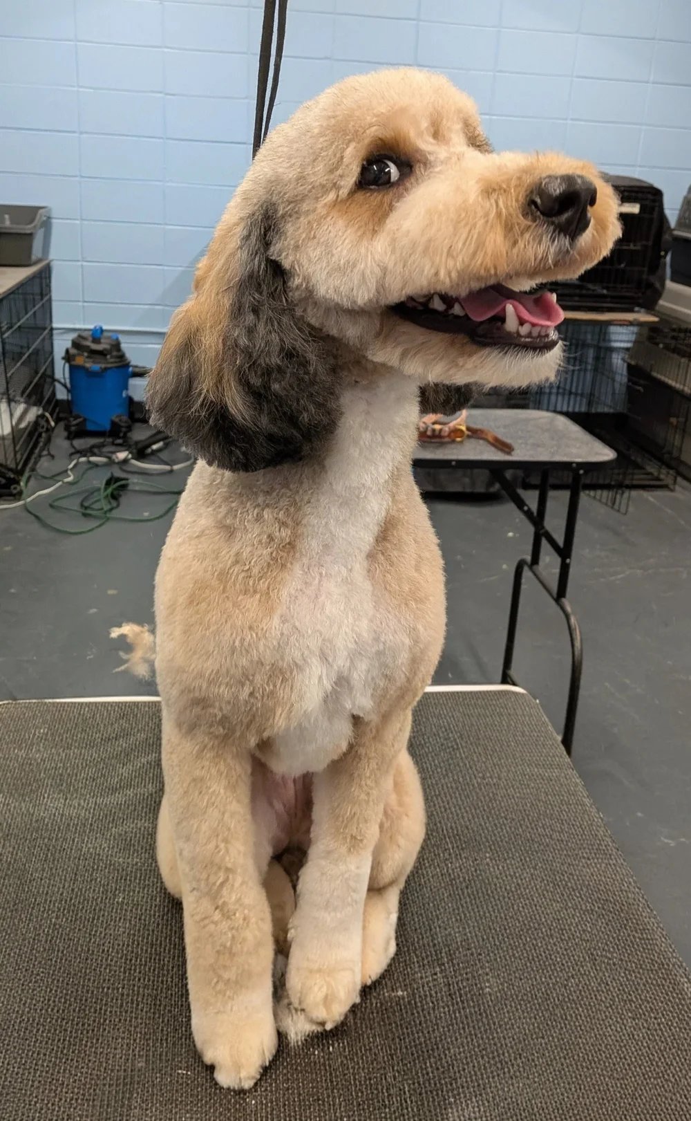 Doodle sporting a fresh look